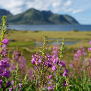 Summer FIreweed - Friday Photo #709