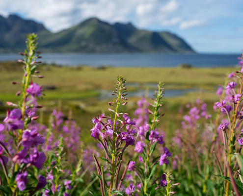 Summer FIreweed - Friday Photo #709